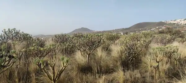 Land for sale in Granadilla de Abona