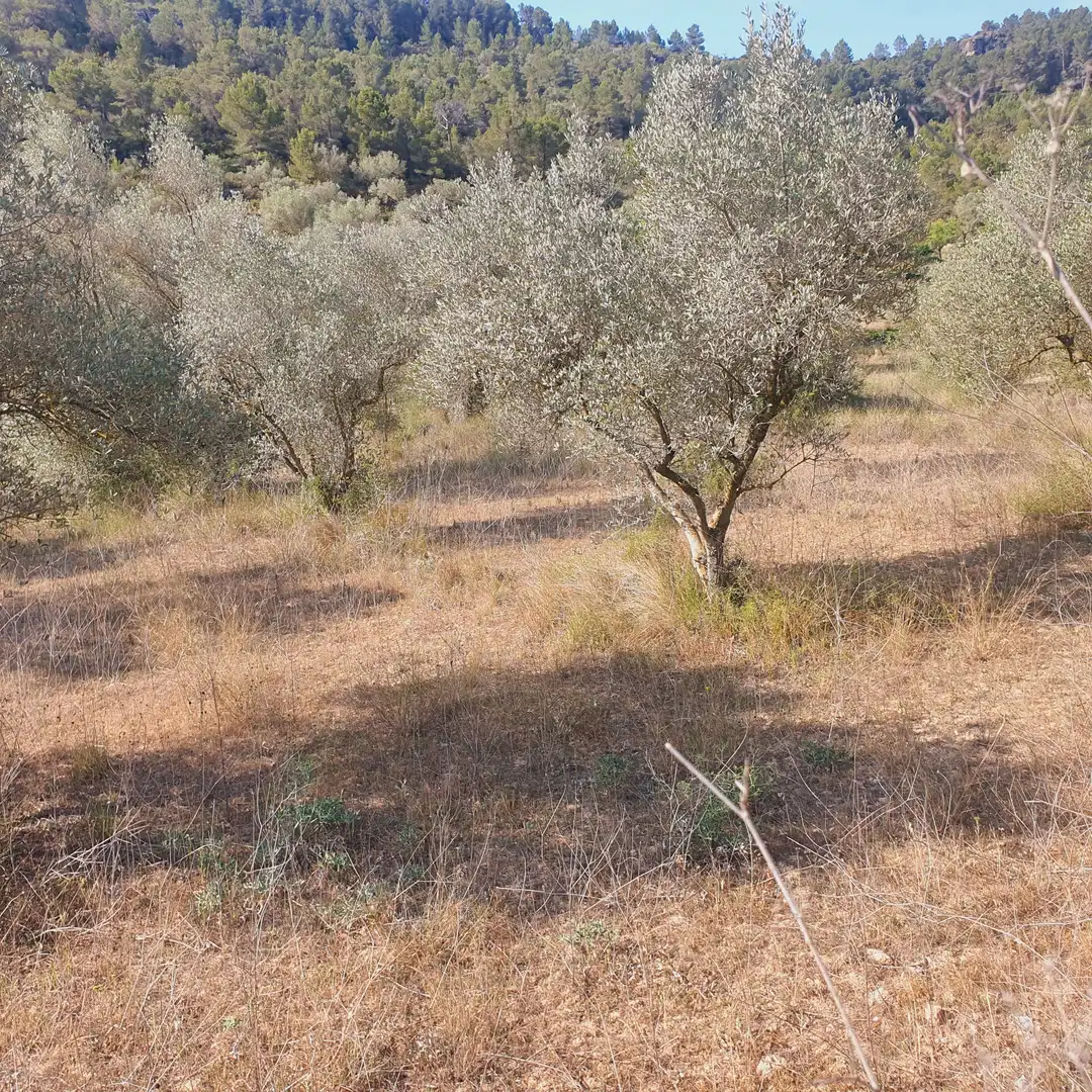 Rustikales Grundstück zum Verkauf in El Pinell de Brai, imagen 47