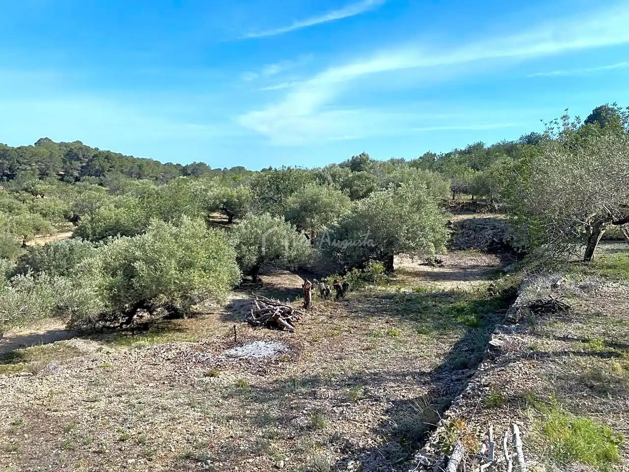 Terreno rustico in vendita a Puig Moltó, imagen 8