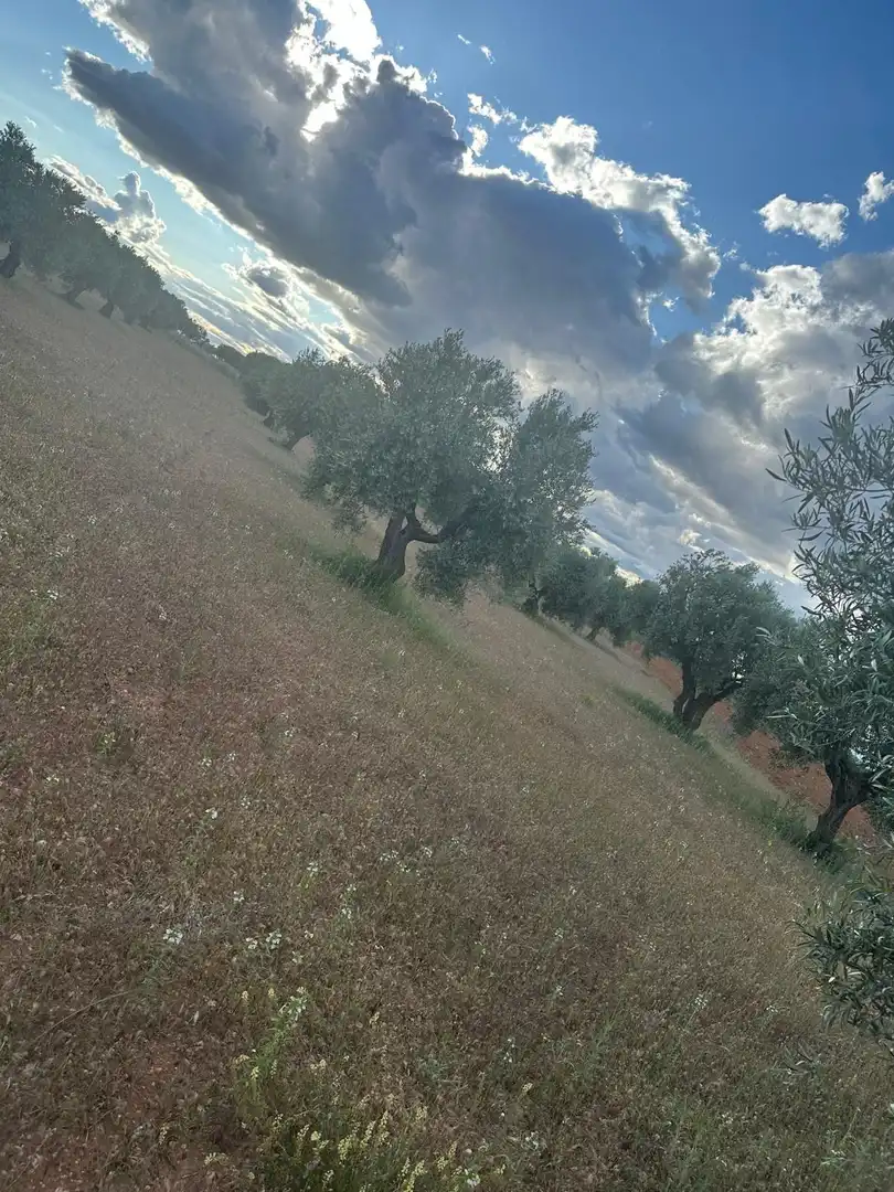 Terreno rústico en venta en Boca Zorra, imagen 7
