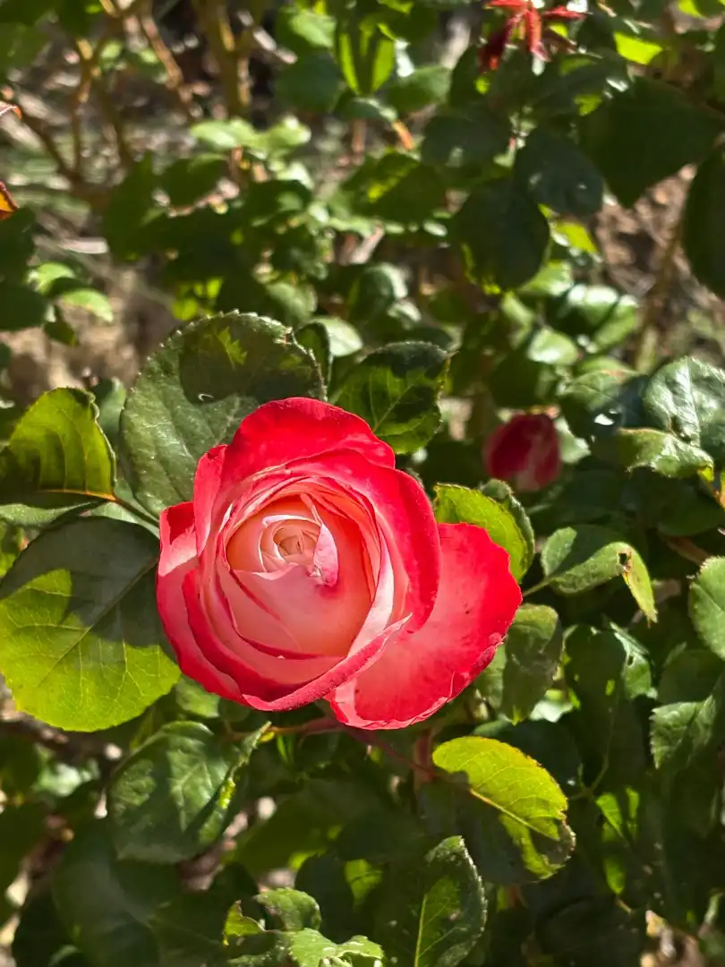 Jardín de Terreno en venta en Monroyo