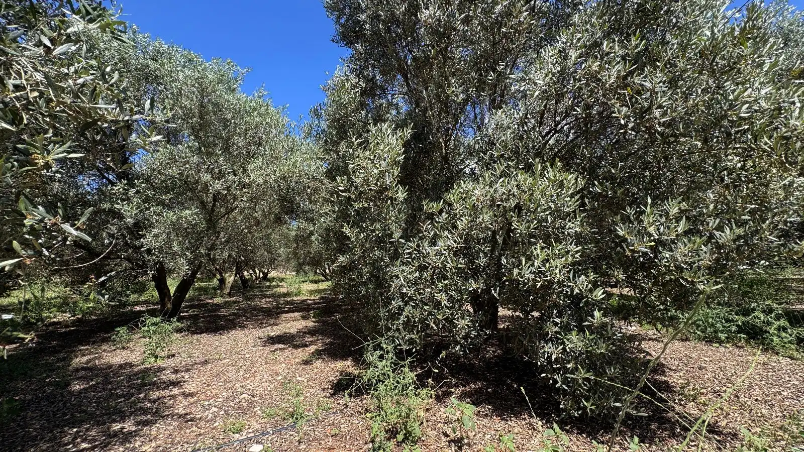 Maison rustique avec terrasse à vendre à Sa Pobla, imagen 24
