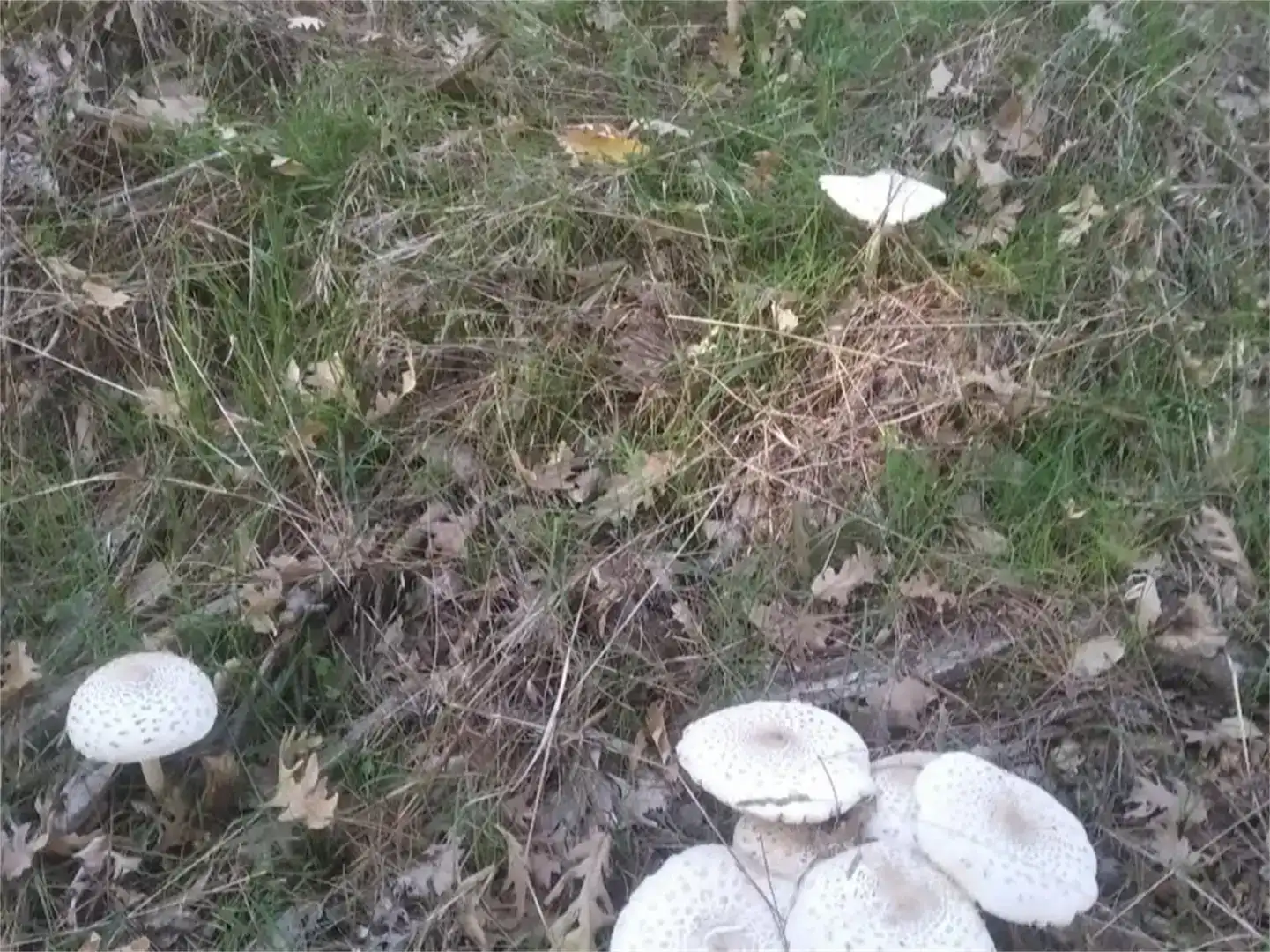 Pis en venda en Piedralaves amb Jardí privat