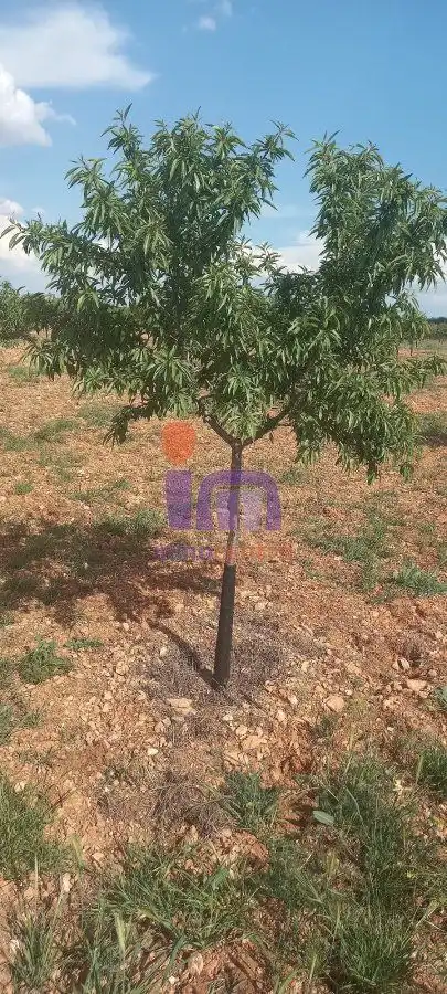 Finca rústica en venda en Valdepeñas
