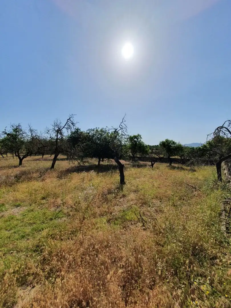 Finca rústica en venda en Santa Margalida