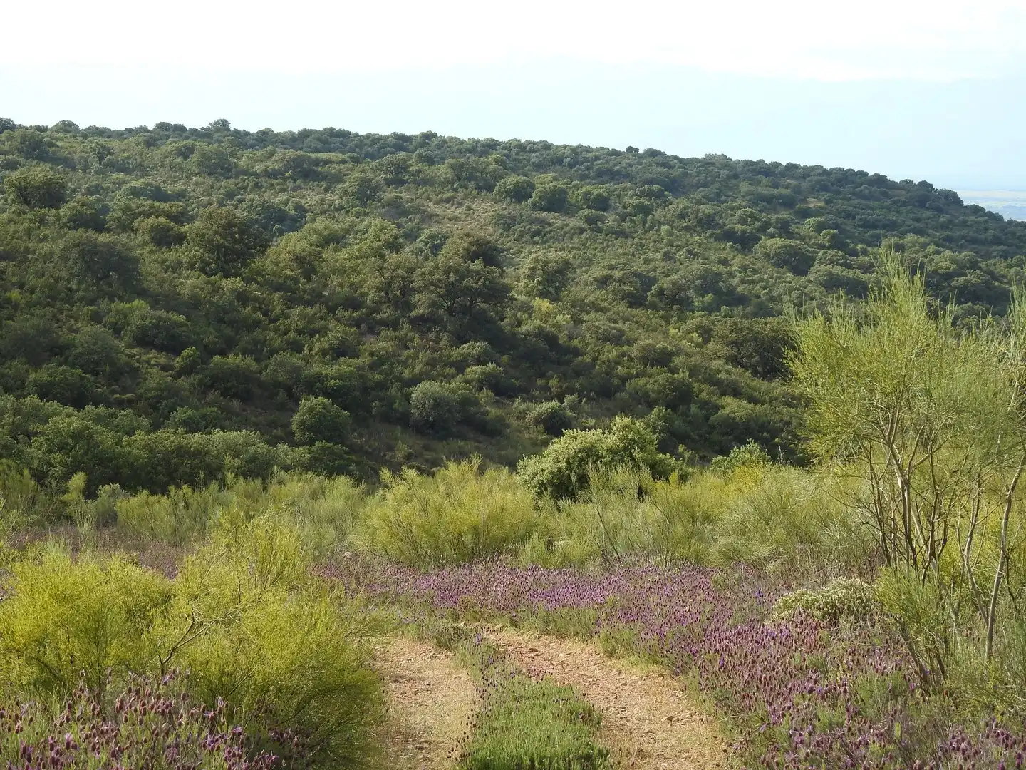 Land for sale in Belvís de la Jara