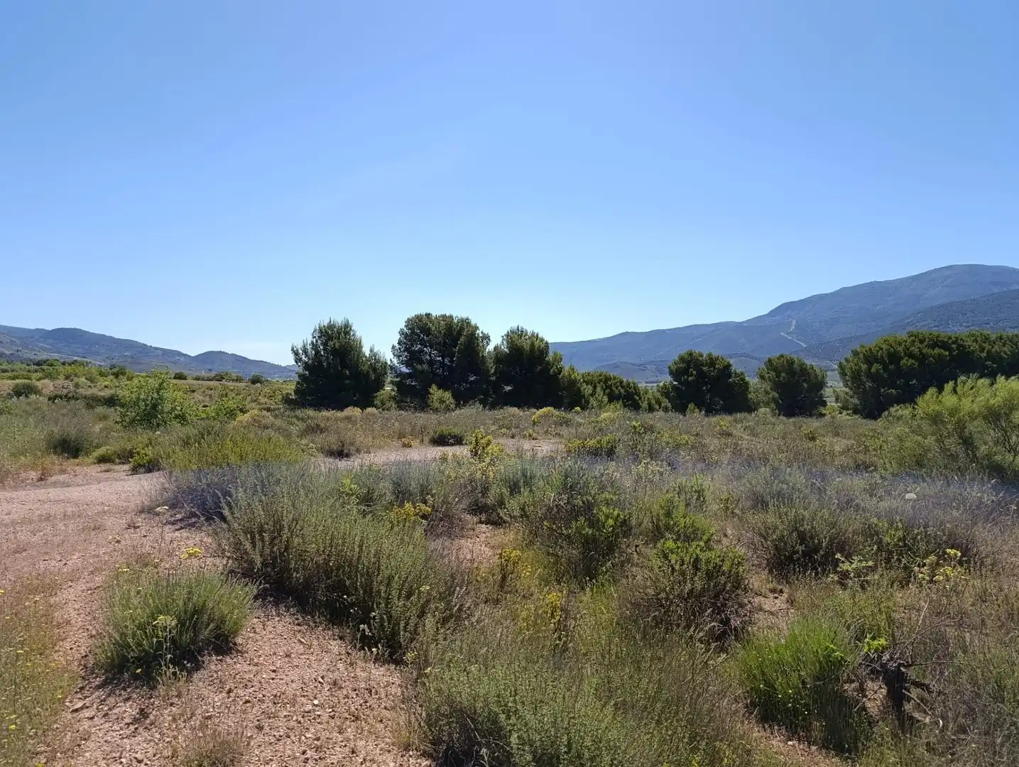 Terreny rústic en venda a Paterna del Río, imagen 4