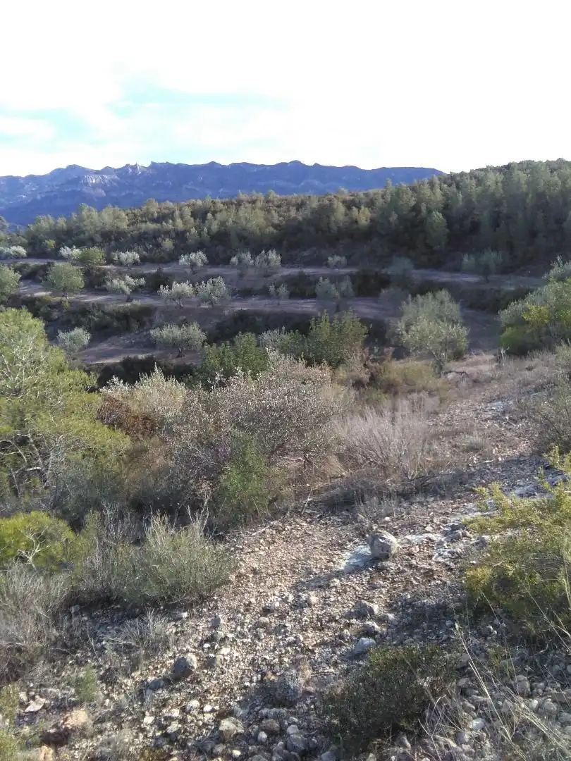 Country homes for sale in El Pinell de Brai