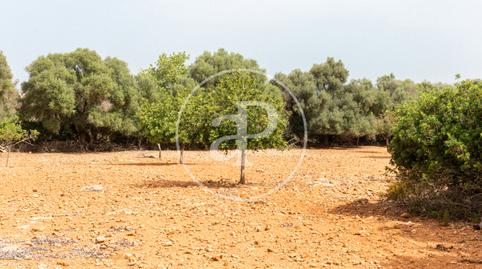 Photo 5 of Residential for sale in Cami De.'s Presos, Manacor Centre, Manacor