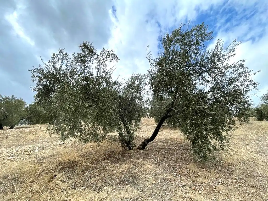 Terreni e lotti in vendita a Proc. Simplificado, imagen 15