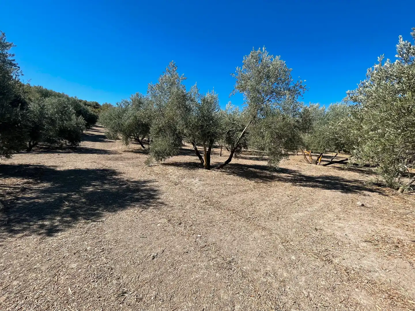 Terrenos y solares en venta en Úbeda, imagen 6