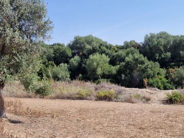 Terreno rustico in vendita a Arcos de la Frontera