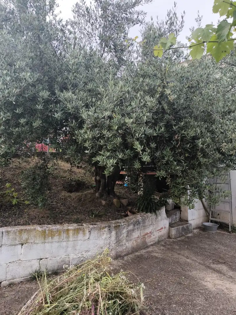 Garden of Houses for sale in Fuente Obejuna  with Swimming Pool