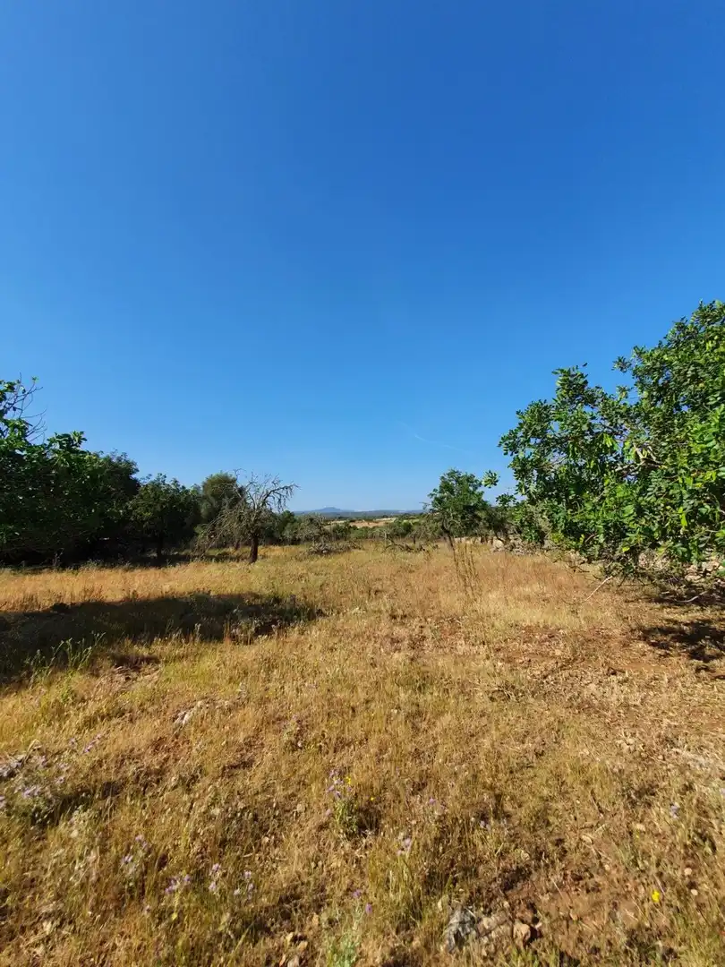 Finca rústica en venda en Santa Margalida