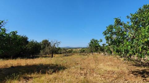 Photo 5 of Country house for sale in Santa Margalida Poble, Illes Balears