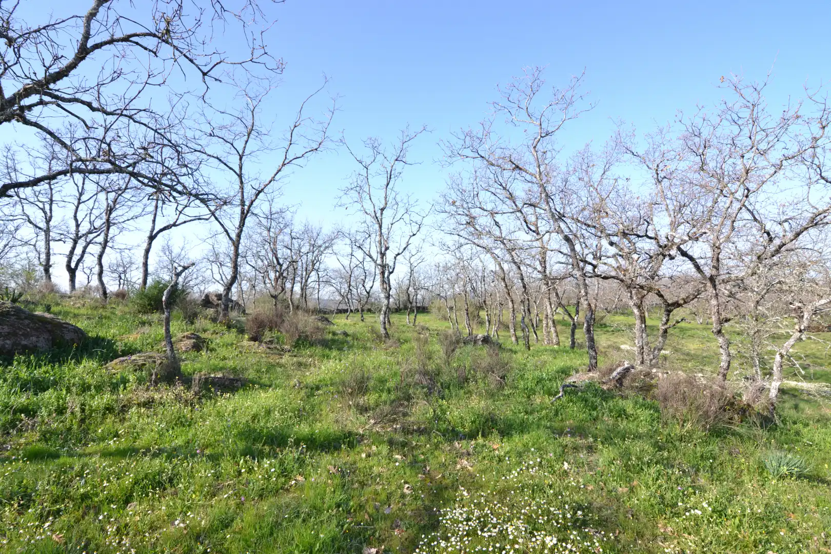 Terreni e lotti in vendita a Malpartida de Plasencia, imagen 14