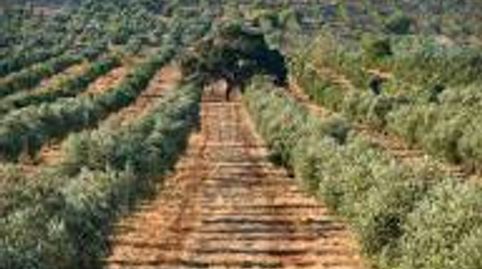 Exclusiva Finca Olivarera de Alto Rendimiento con Almazara, immagine 4