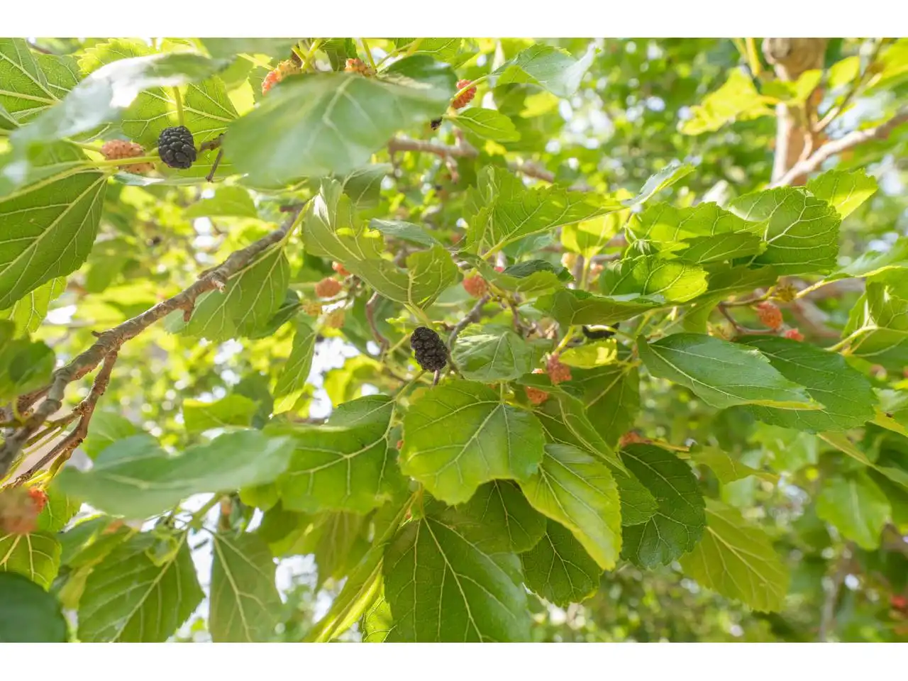 Jardín de Finca rústica en venta en Reus con Jardín privado, Terraza y Piscina