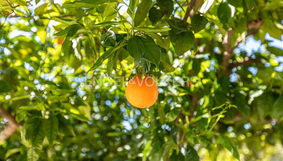 Photo 1 of House or chalet for sale in La Paz, Sevilla