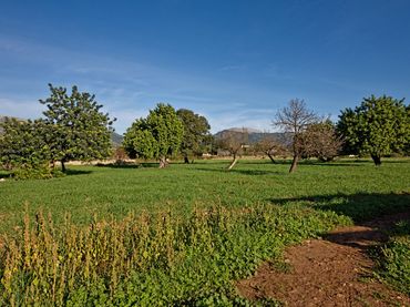 Terreny rústic en venda a Selva