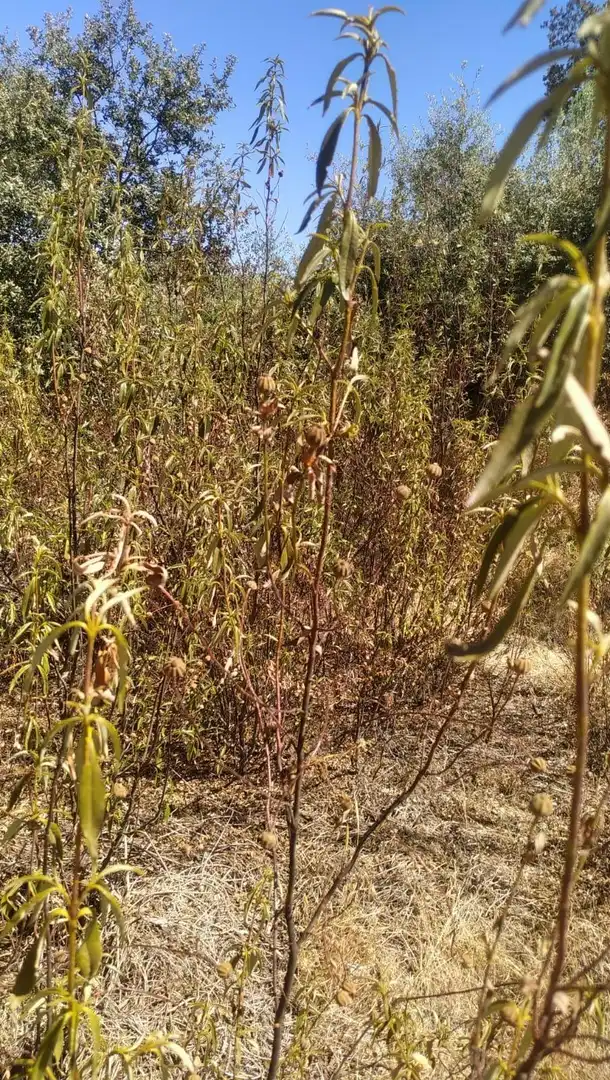 Terreny rústic en venda a Almodóvar del Río, imagen 7