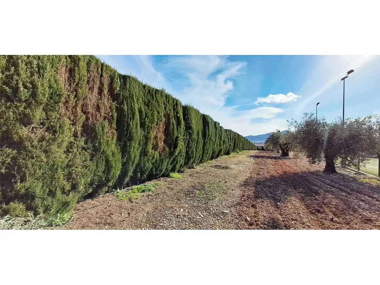 Chalet con piscina en venta en Jumilla, imagen 29