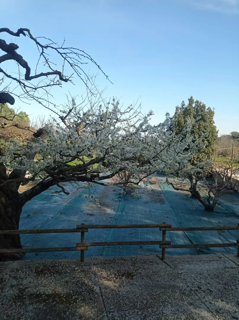 Jardín de Casa o chalet en venta en Cubells con Jardín privado, Trastero y Piscina