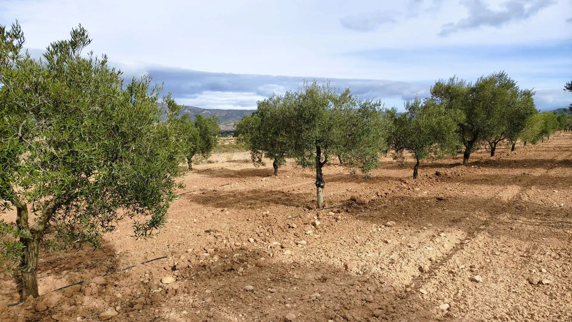Terreny rústic en venda a Monóvar  / Monòver, imagen 2