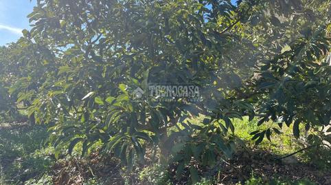 Photo 2 of Land for sale in Frigiliana, Málaga