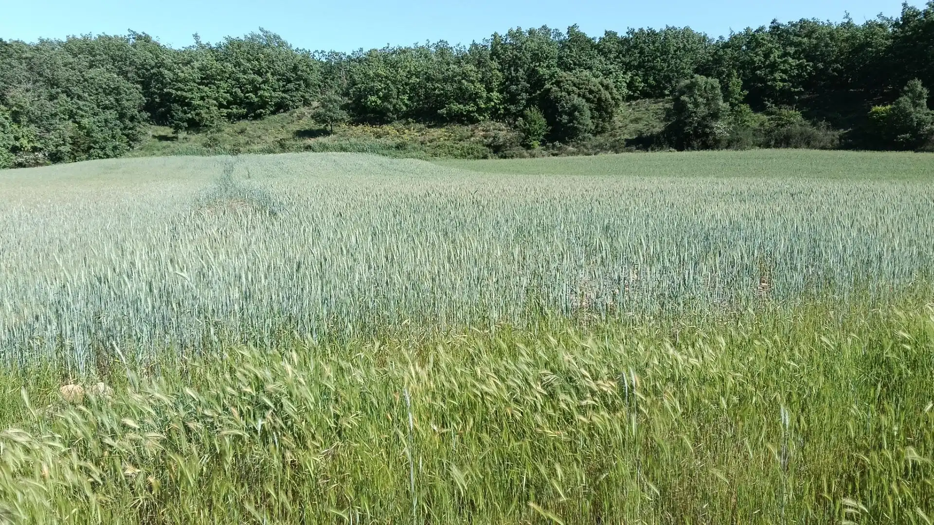 Land for sale in Ibeas de Juarros