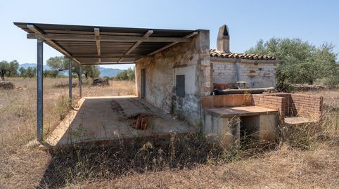 Gran finca de olivos y pinos con agua de riego, immagine 2