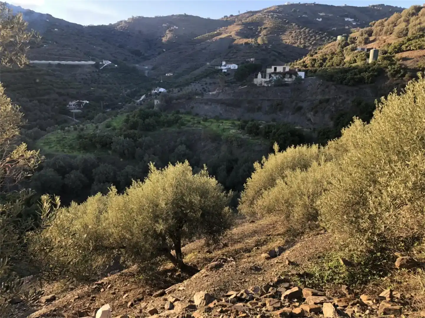 Vista exterior de Finca rústica en venda en Torrox
