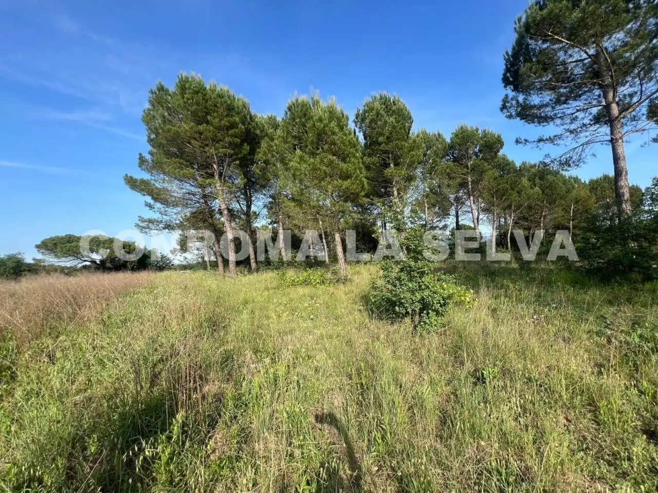 Terrain rustique à vendre à Riudarenes, imagen 2