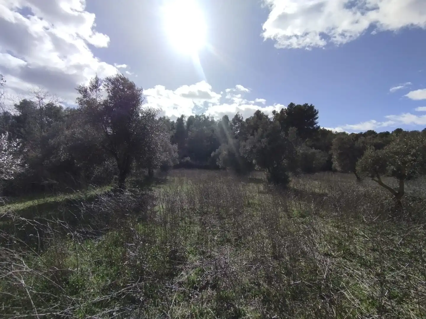 Terreni e lotti in vendita a Lledó, imagen 4