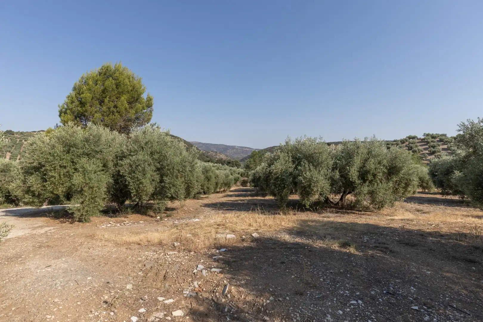 Terreni e lotti in vendita a Lugar Lugar del Cortijo Aguadero, imagen 6