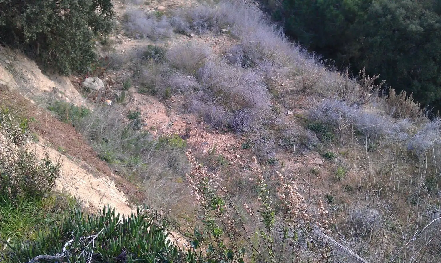 Terrenos y solares en venta en Serra Brava, imagen 7