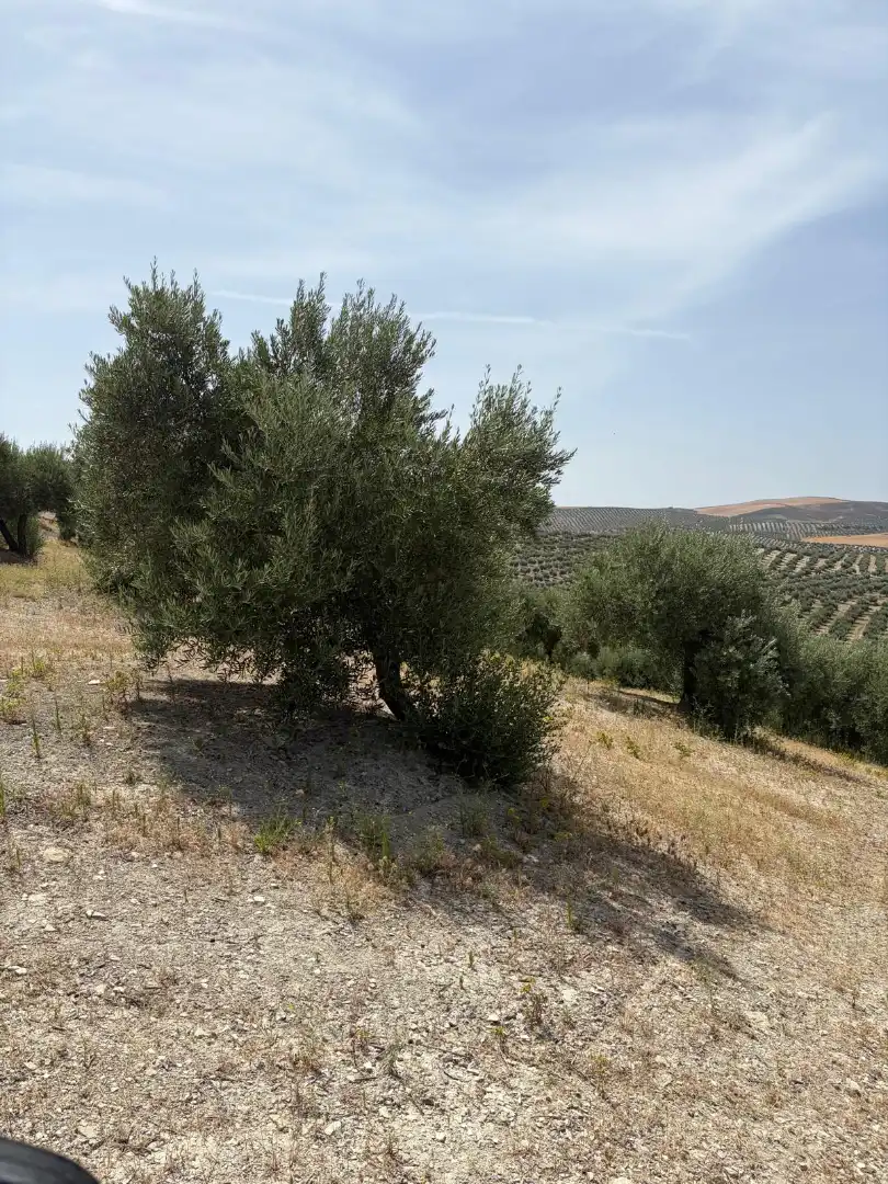 Land for sale in Santiago de Calatrava