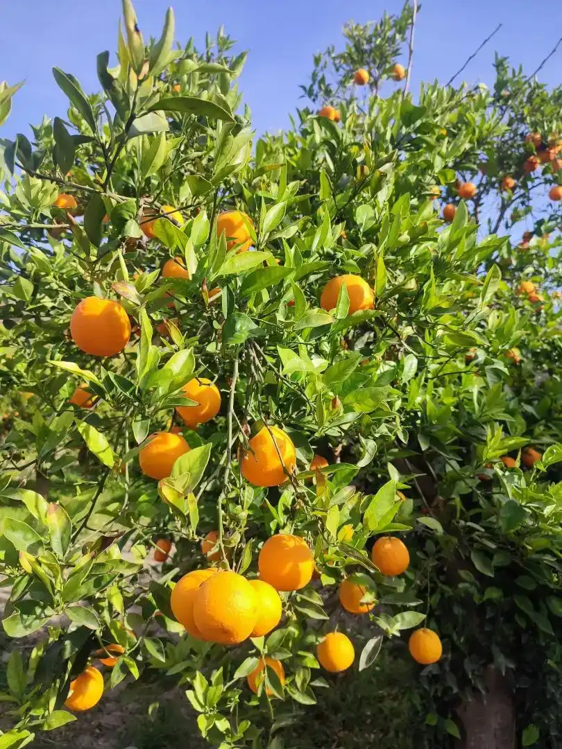 Jardí de Residencial en venda en Alhabia
