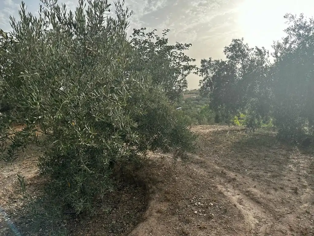 Terrain rustique à vendre à Peligros, imagen 3