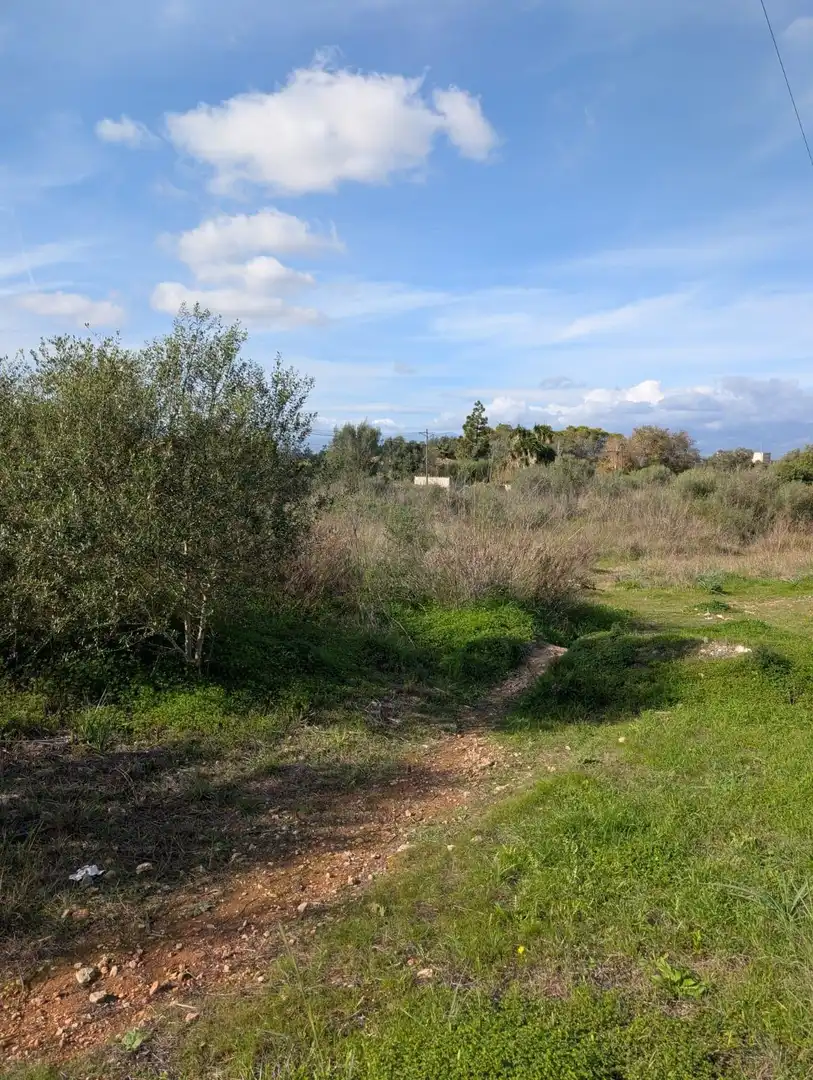 Terrain rustique à vendre à Sineu, imagen 3