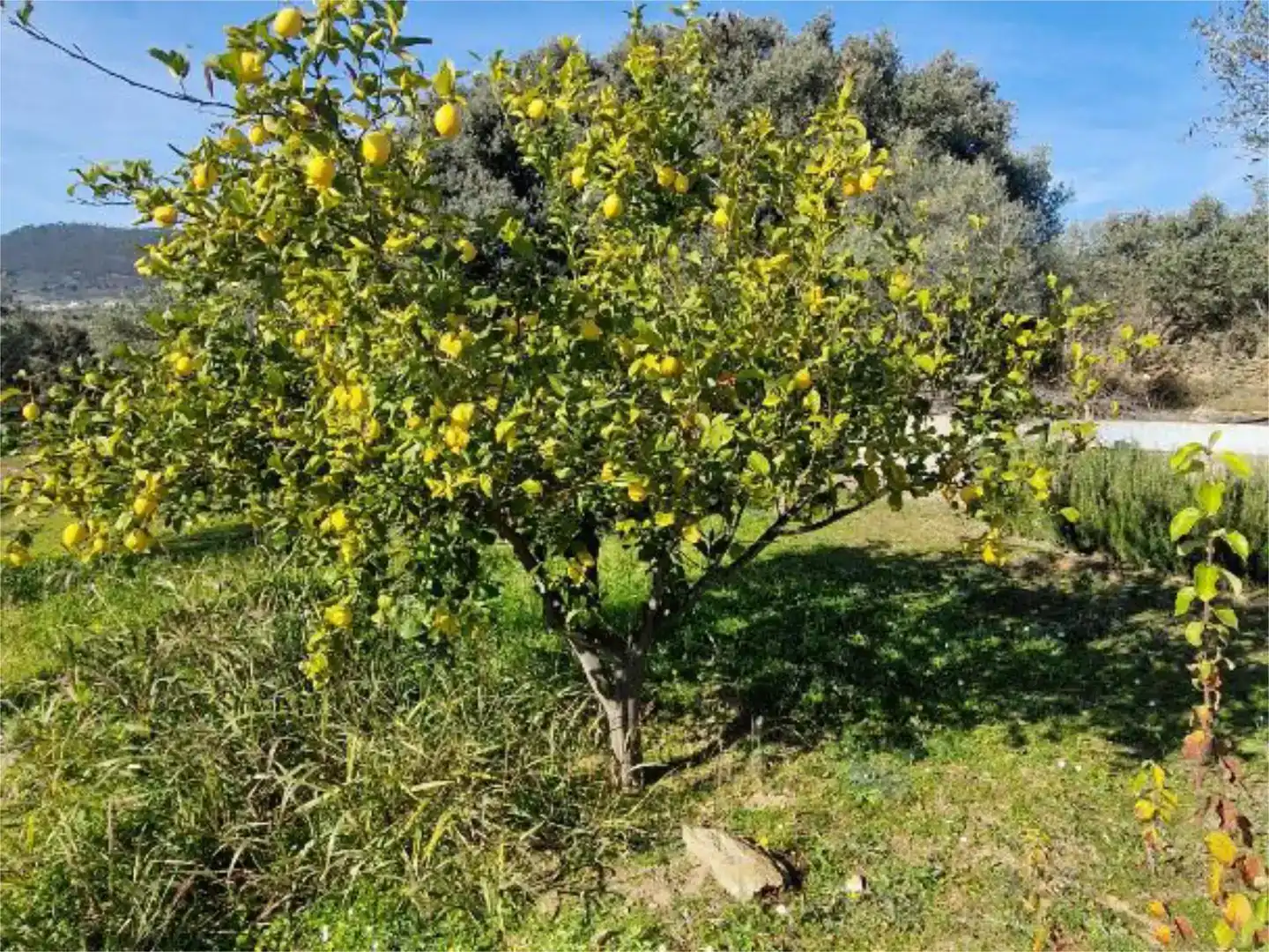 Garten von Wohnung zum Verkauf in Casas de Millán mit Schwimmbad
