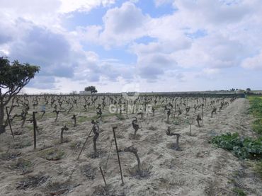 Terreno rustico in vendita a Ctra Jerez - Ctra del Puerto
