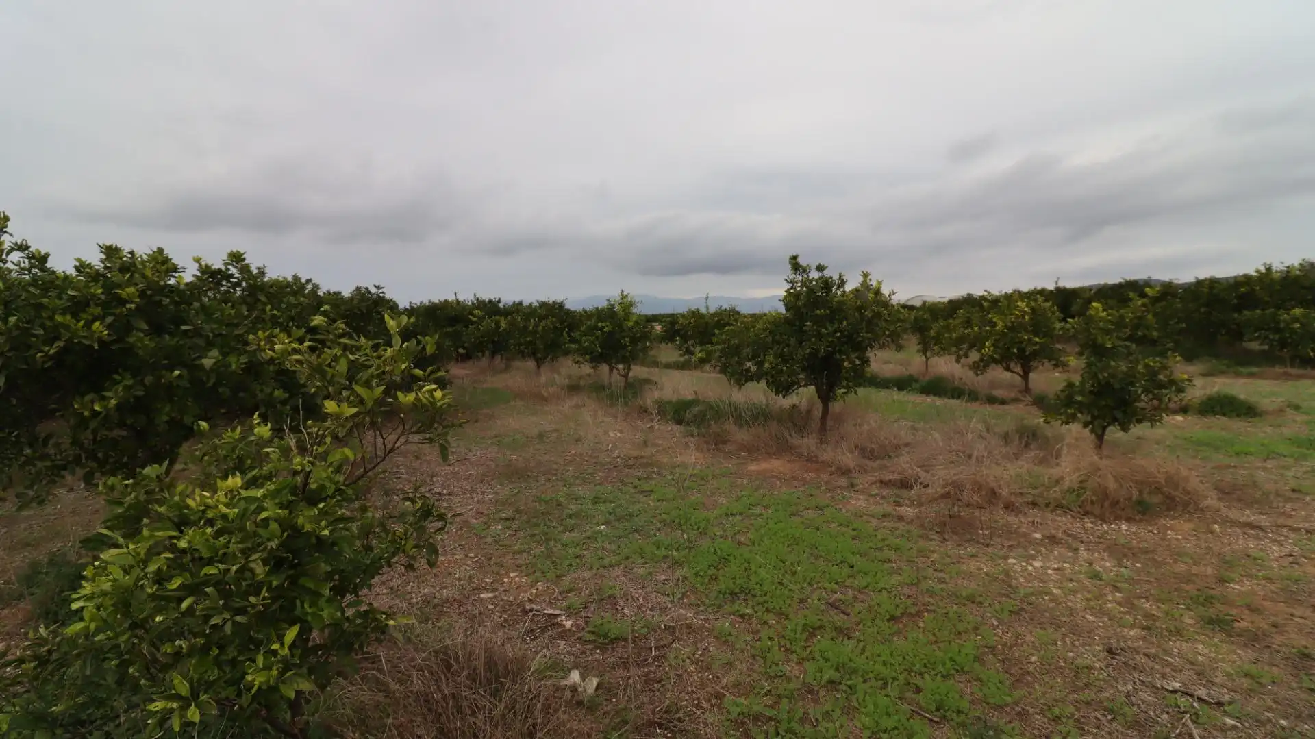 Terreno rustico in vendita a Partidas de interior - Zona Rústica, imagen 8