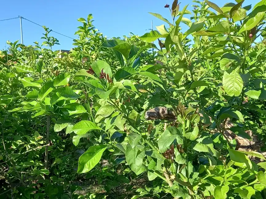 Jardín de Residencial en venta en Murcia