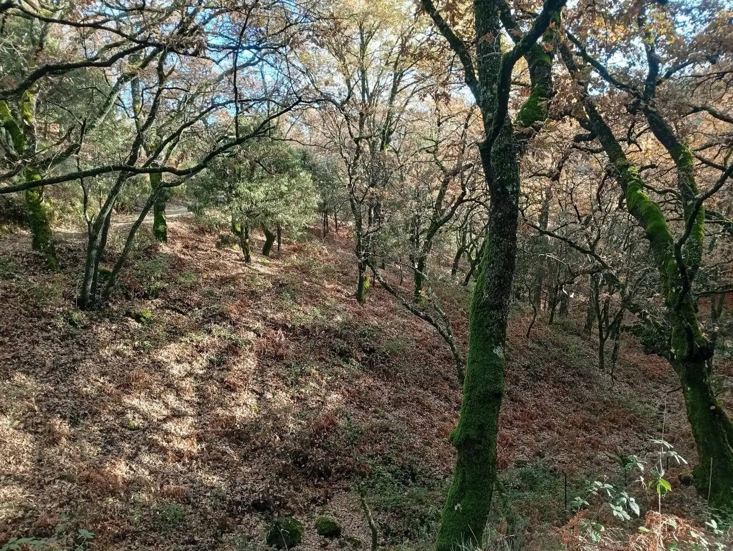Terreni e lotti in vendita a Villanueva de la Vera, imagen 4