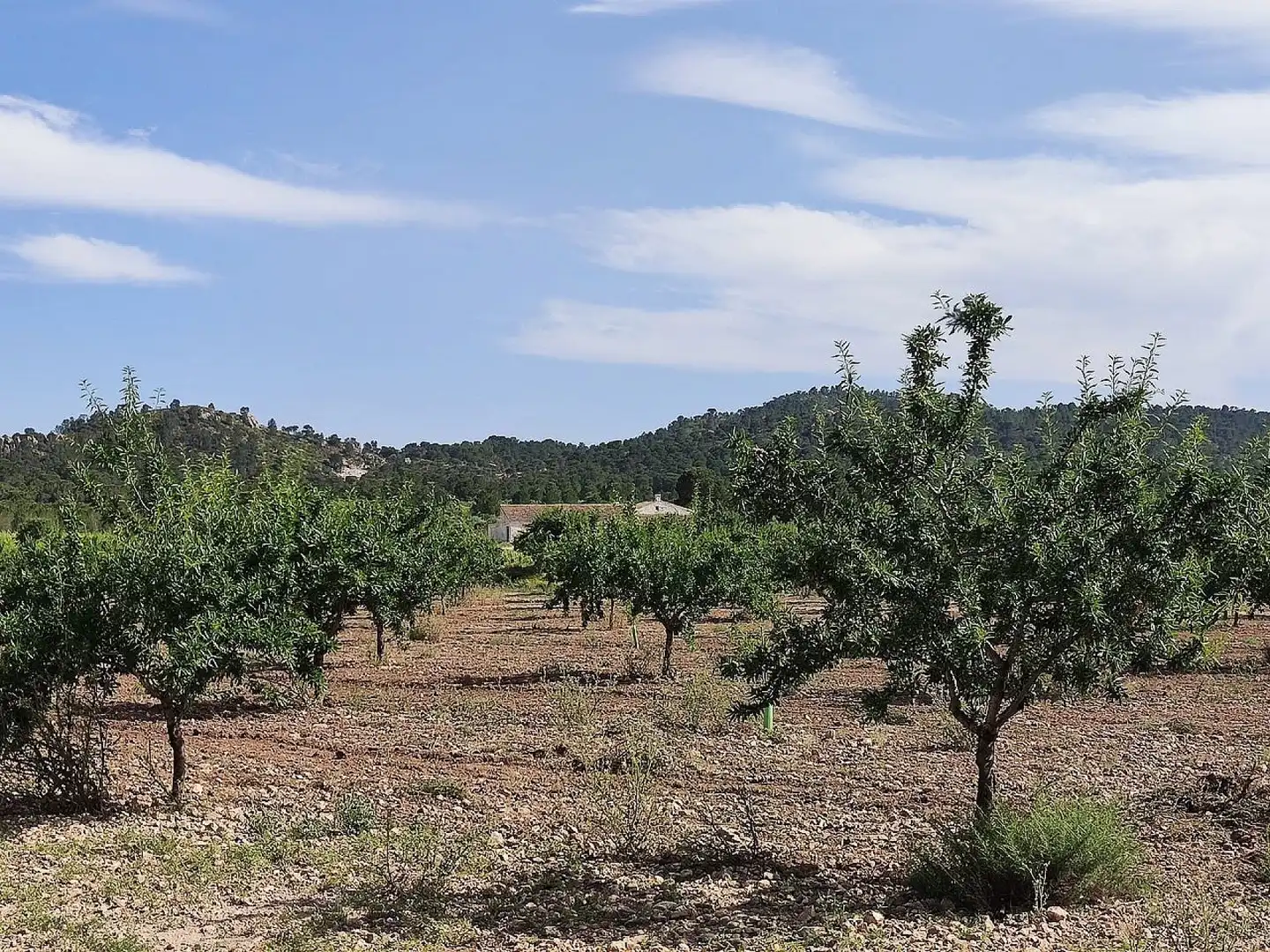 Country homes for sale in Yecla