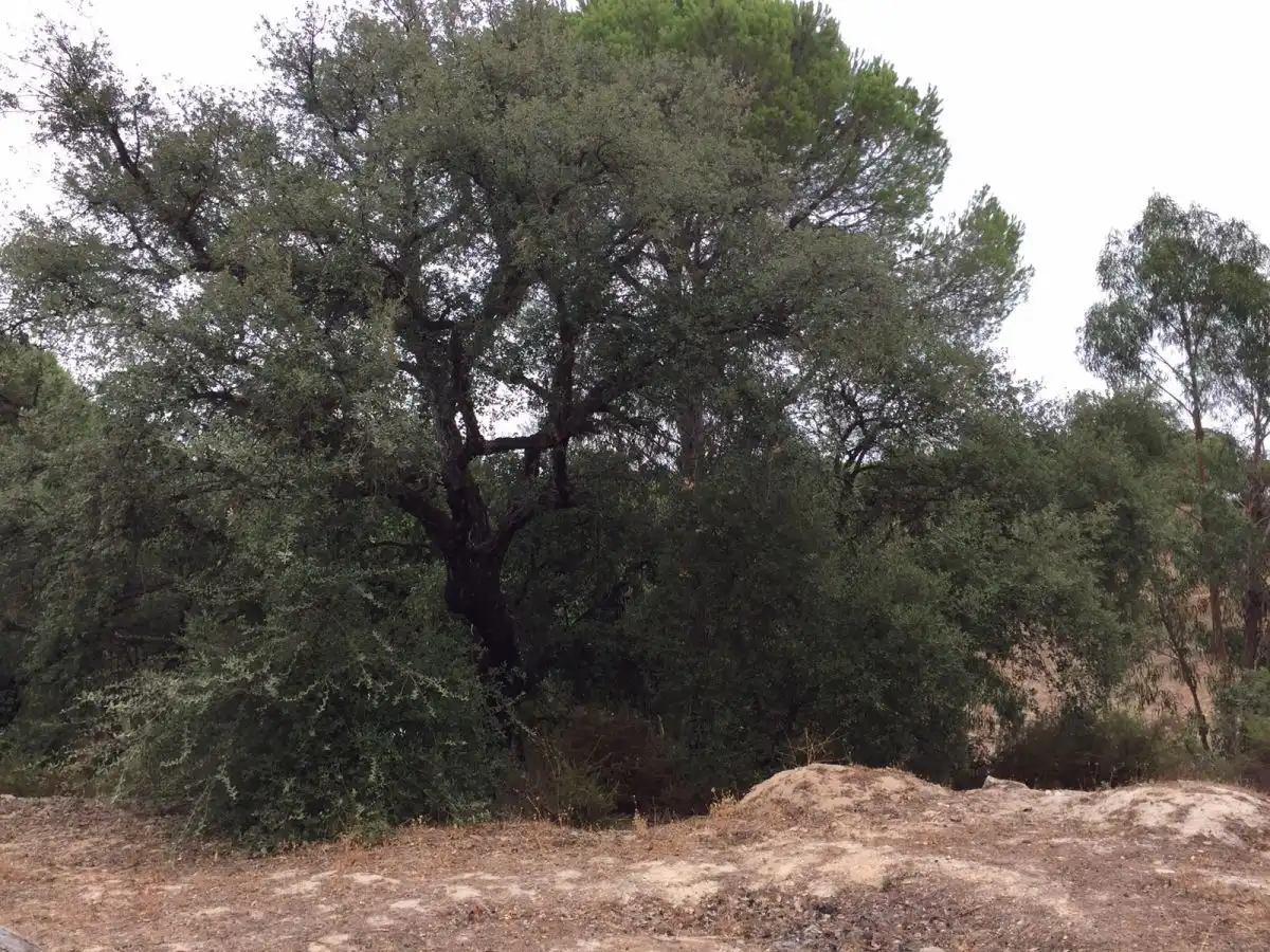 Finca rústica en venta en Villarrasa