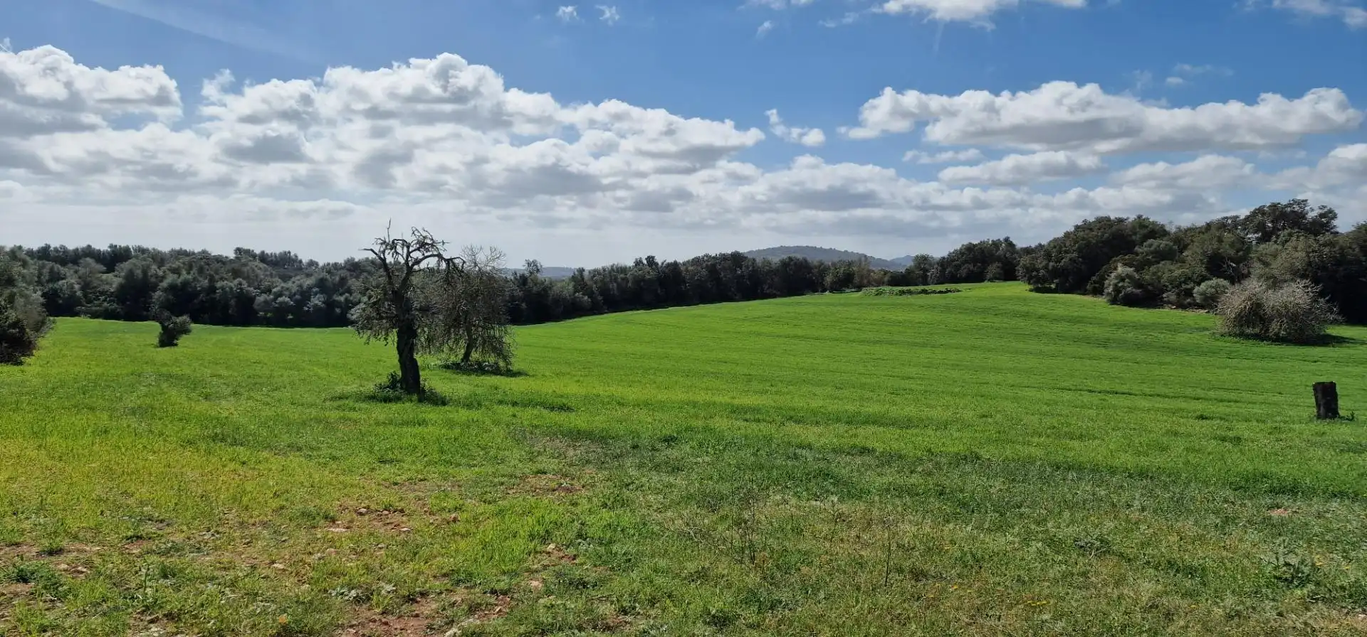 Country homes for sale in Manacor