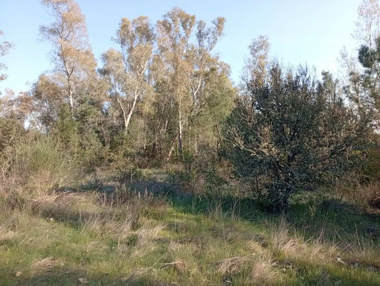 Terreni e lotti in vendita a Villanueva de la Vera, imagen 87
