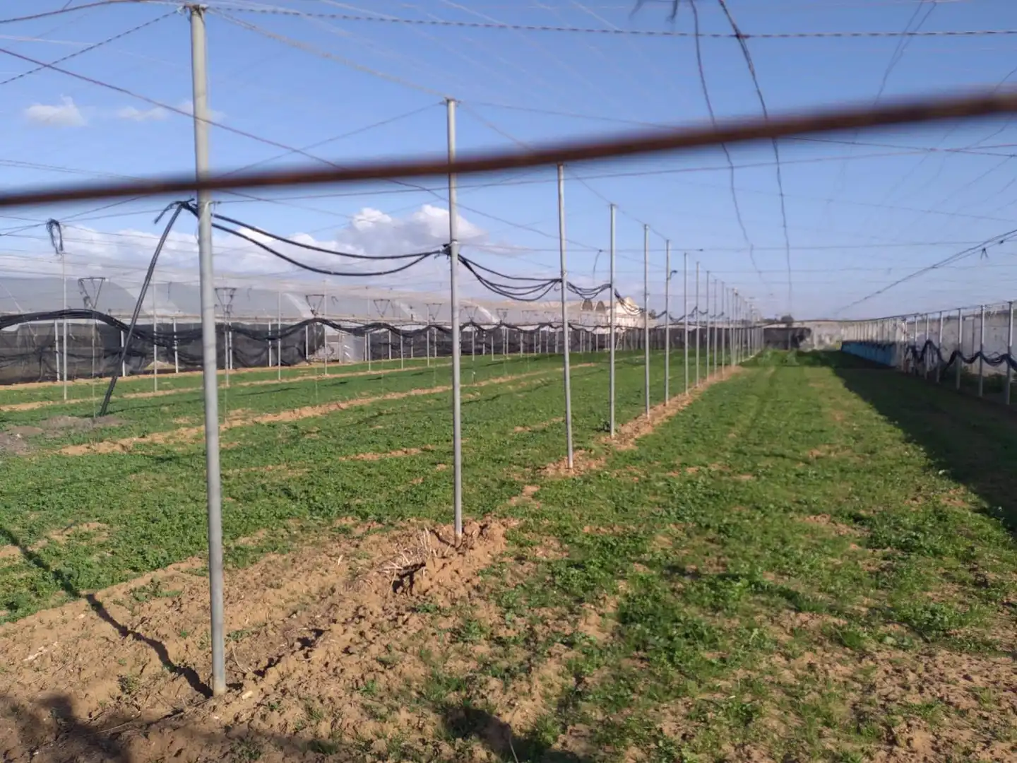 Lands and plots for sale in La Jara, imagen 9